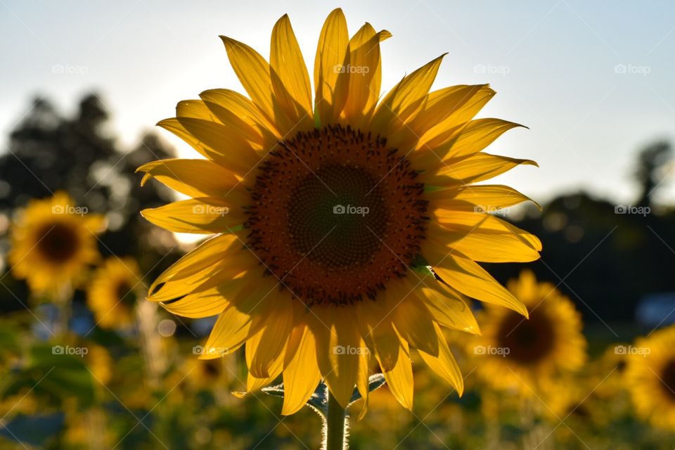 Sunflower 