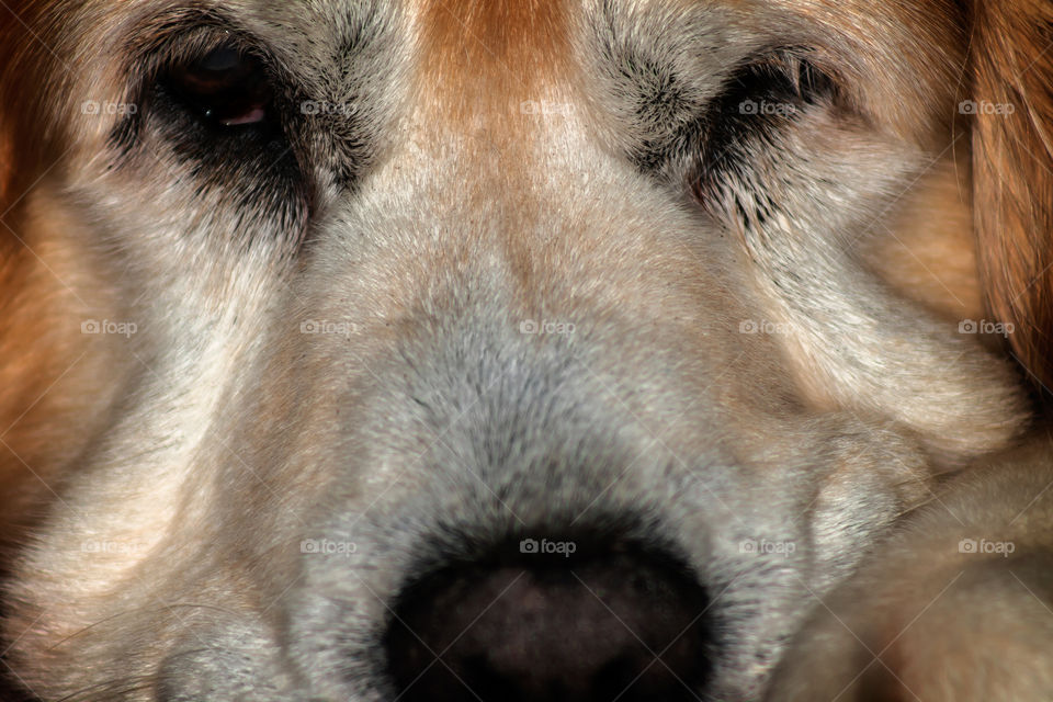 Golden retriever dozing off