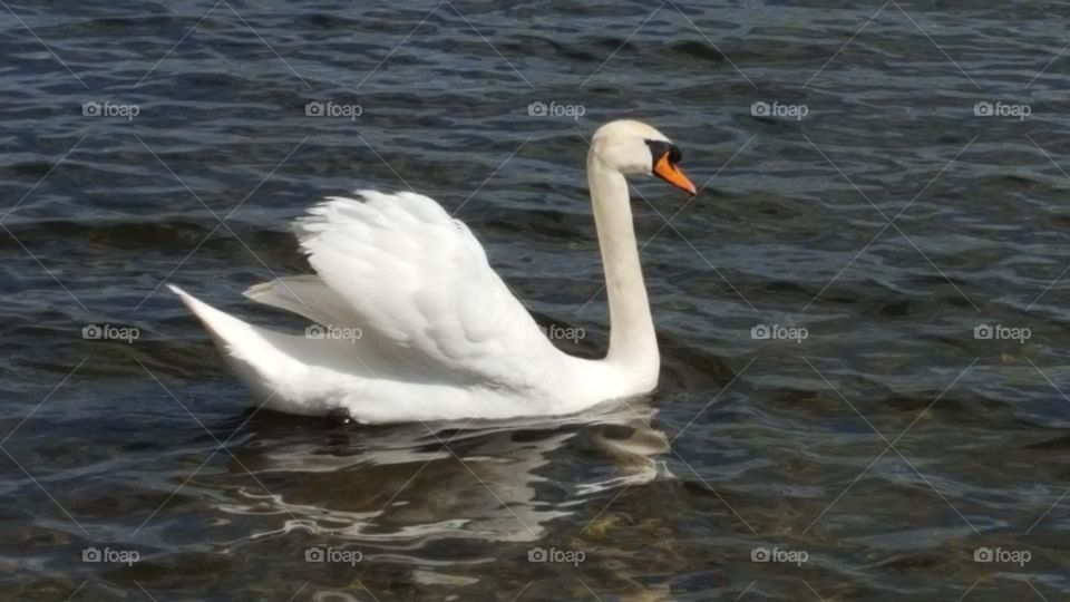 swan