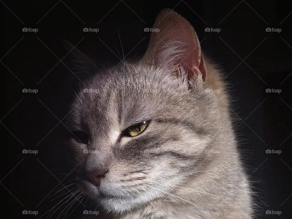 What a beautiful cat