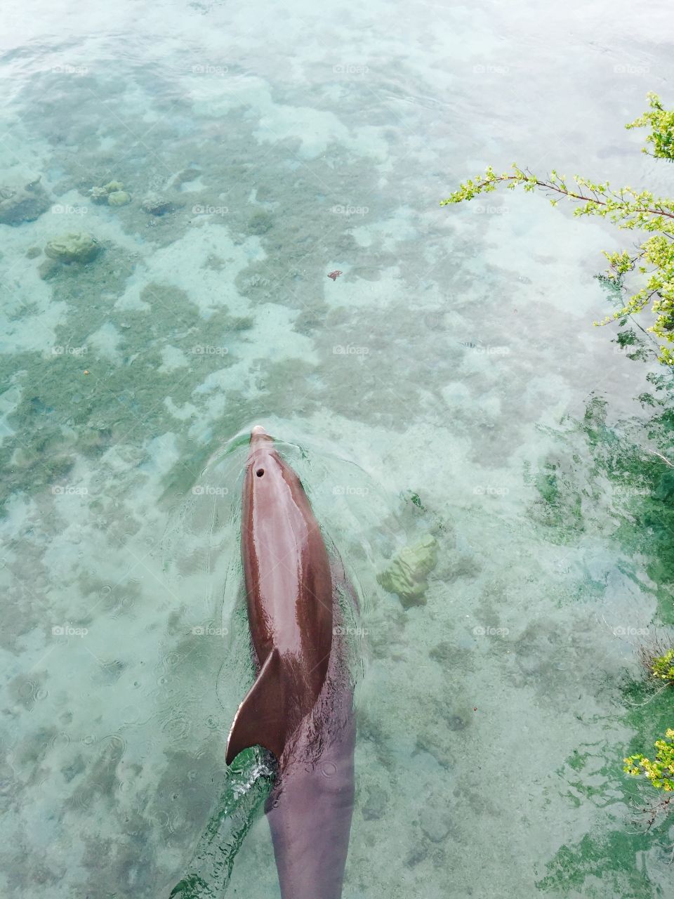 Dolphin Mo'orea