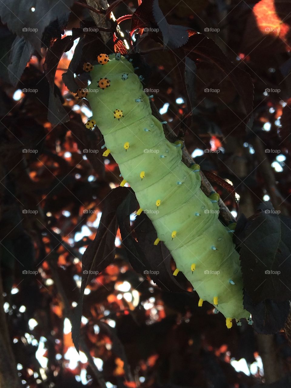 Crazy Green Caterpillar 