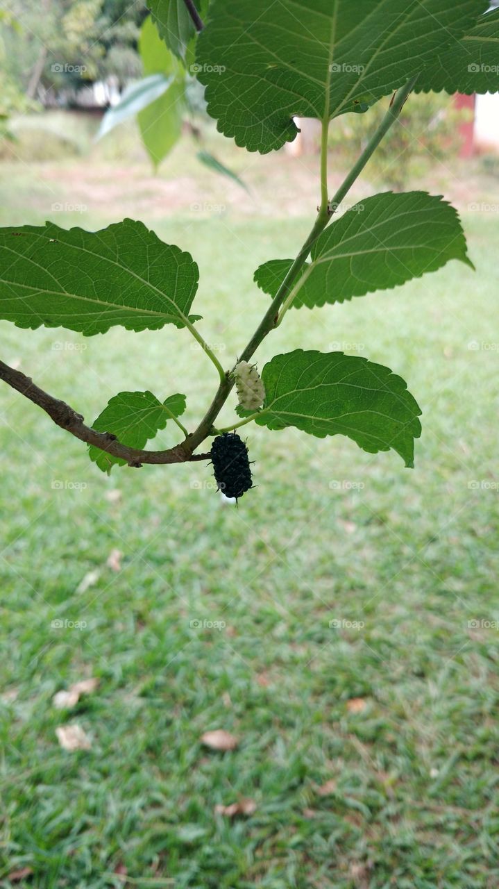 Two blackberries pending of a tree in Brazil