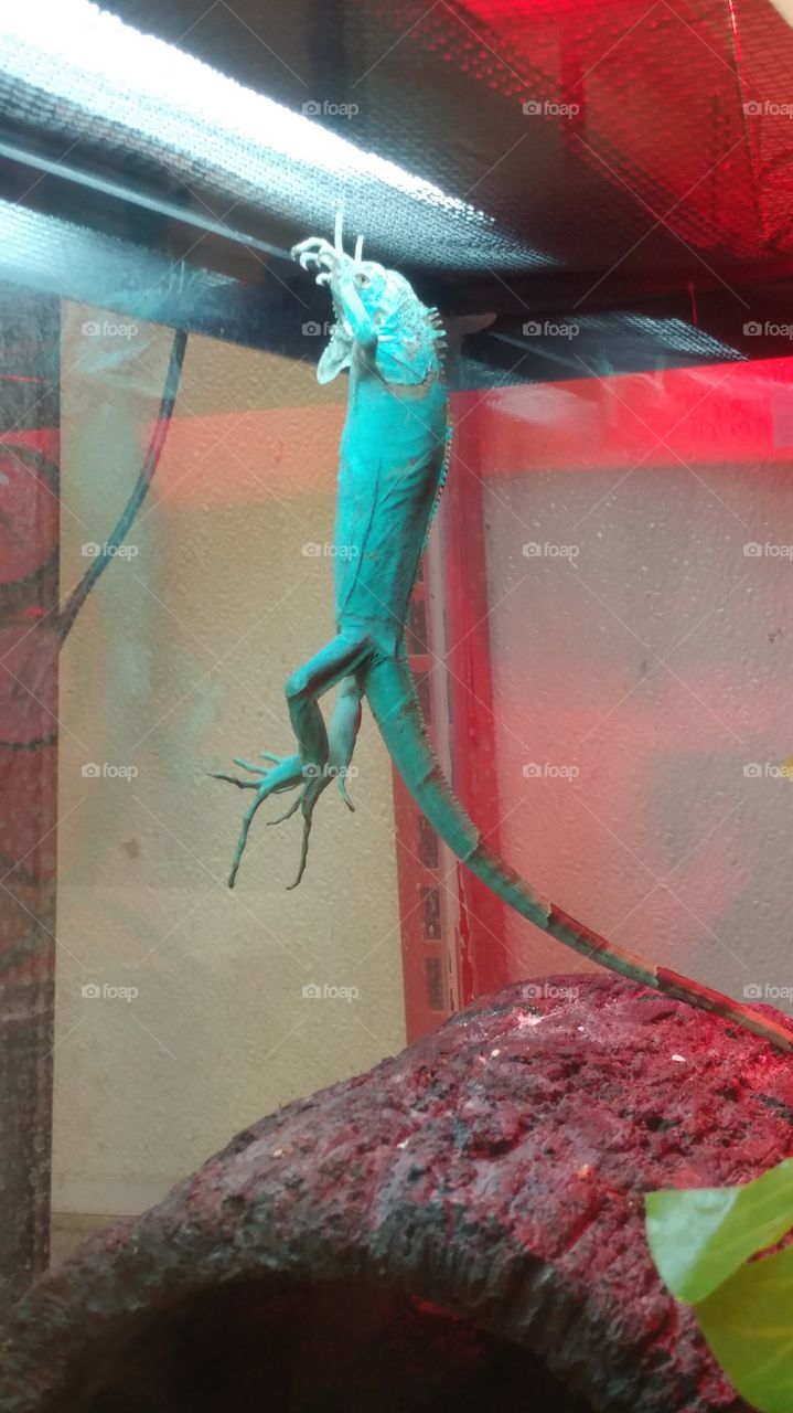 Aqua blue iguana “just hanging” out