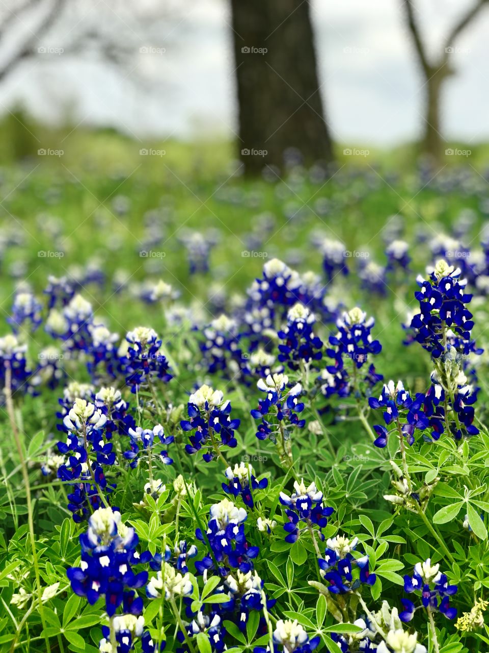 Texas Bluebonnets 