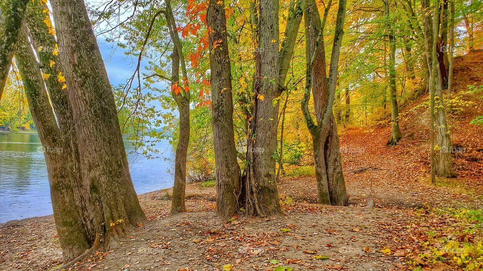 Michigan forest in the fall