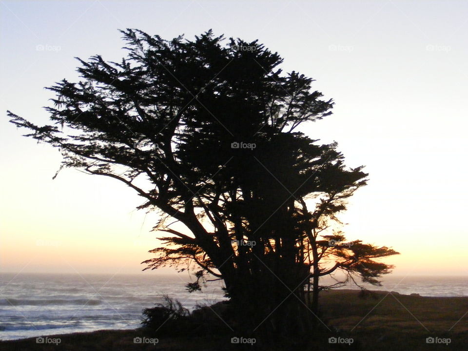 Tree by the sea