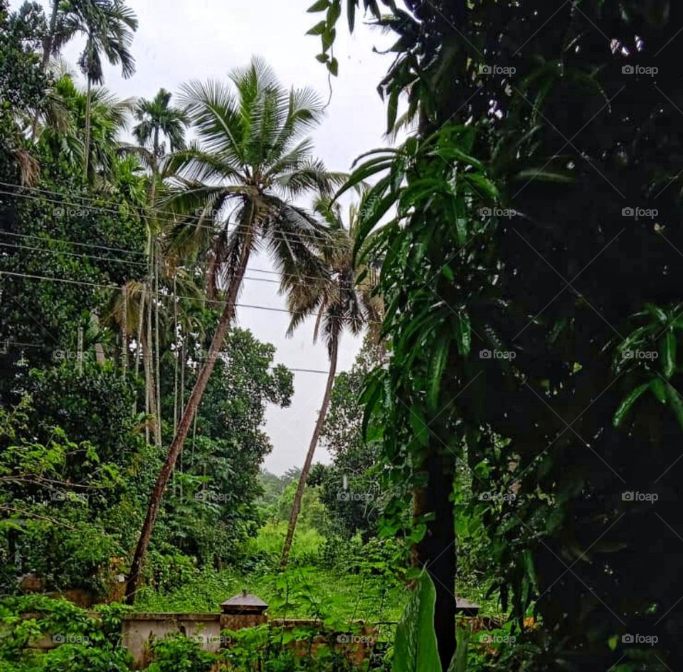 scenery from green Kerala rural area