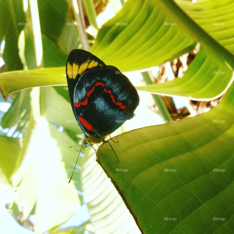 butterfly in the garden, Gold Coast Qld