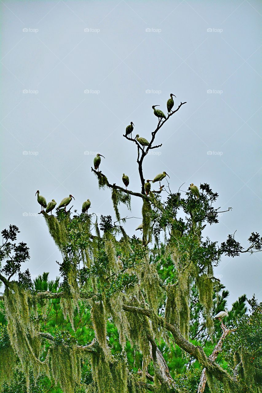 Ibis in a tree 