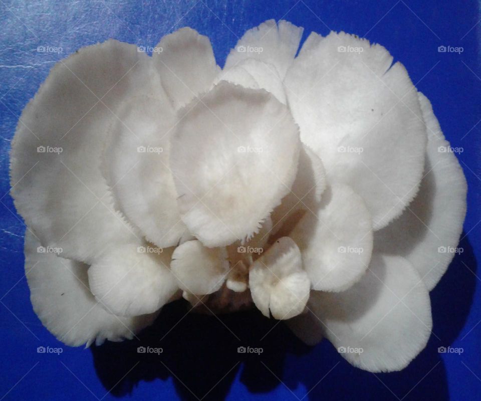 Beautiful mushroom flower blooming infront of you