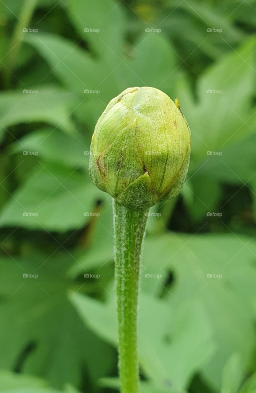bud