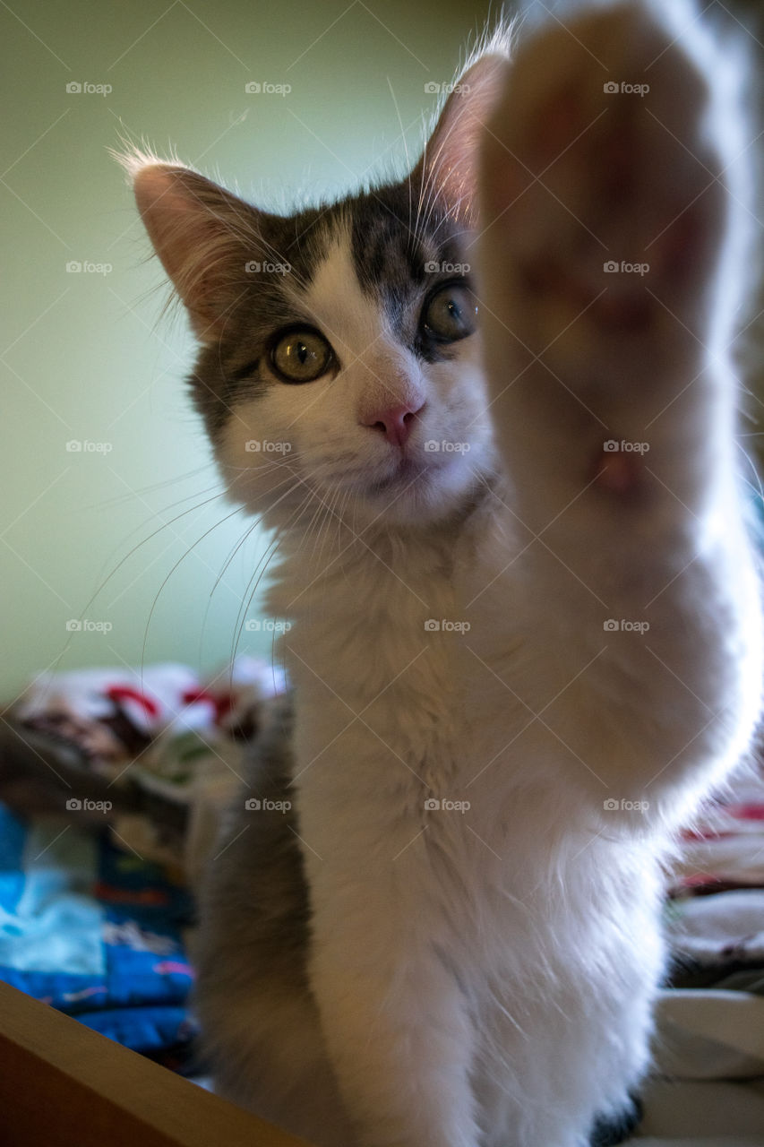 The ones that use their paws to get their point across