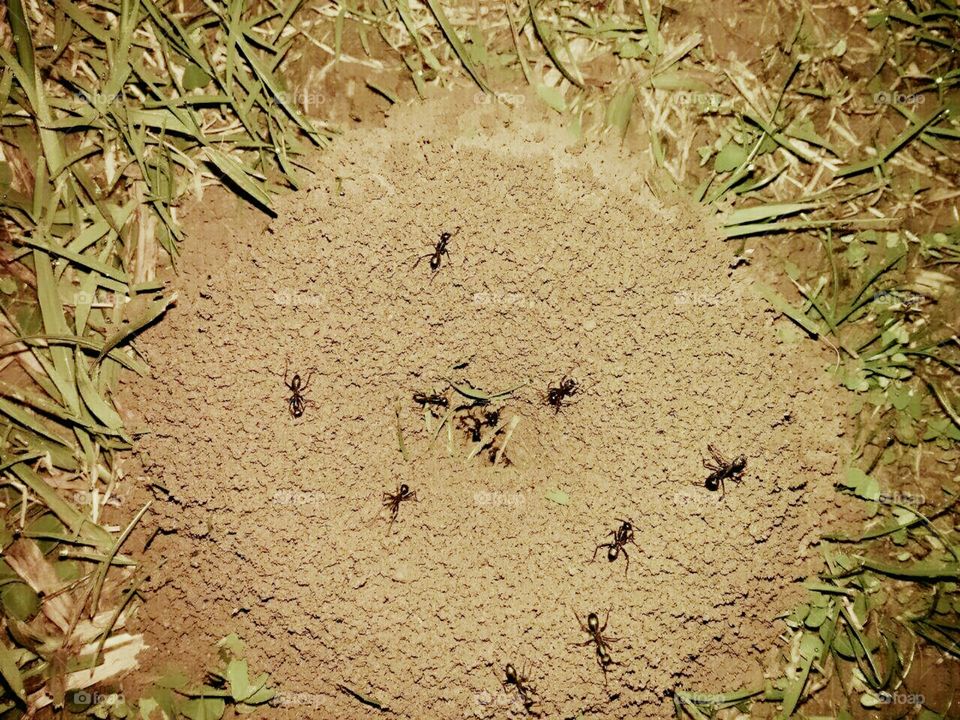 working ants