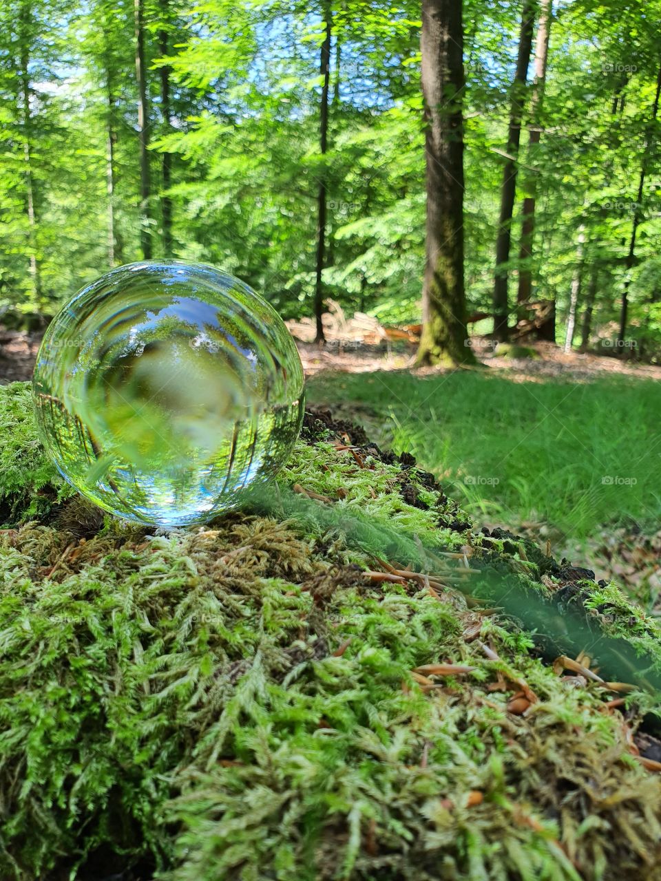 glassball in the forest