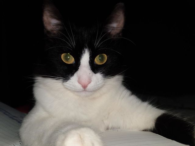 Black and White cat, serious cat, authentic cat