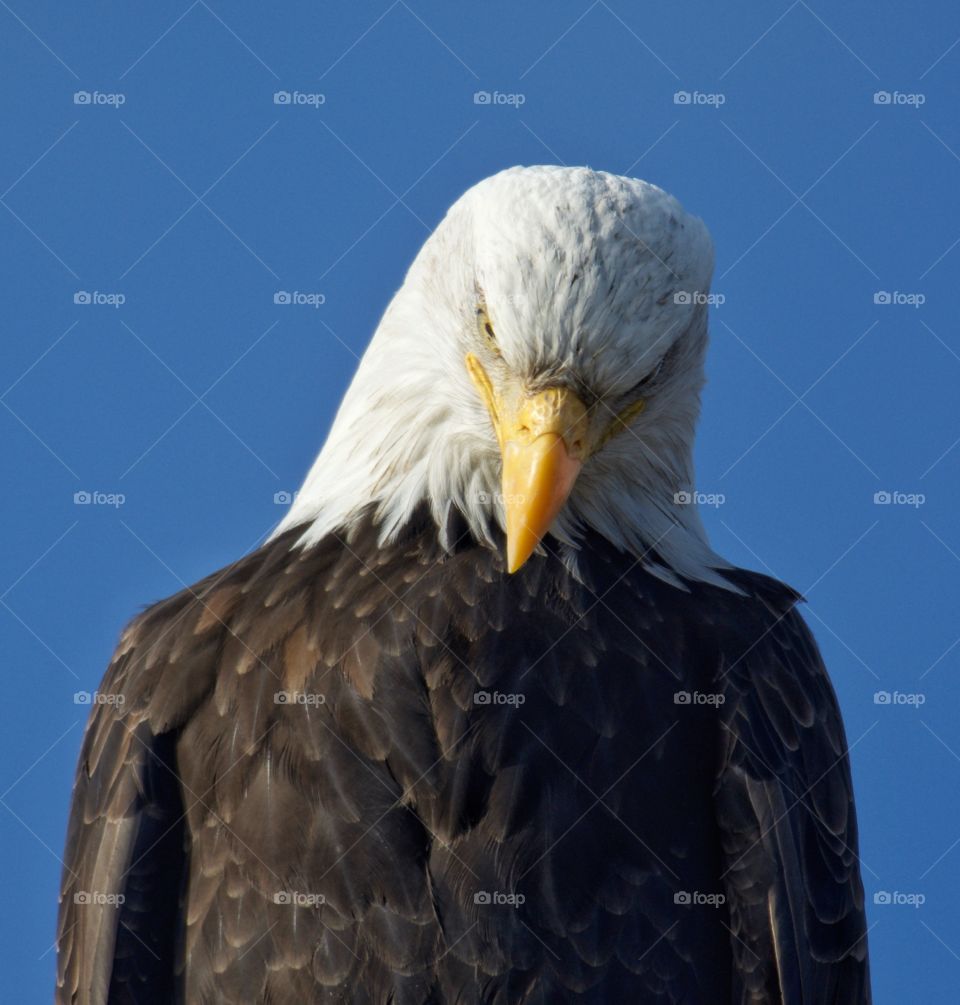 Frowning eagle