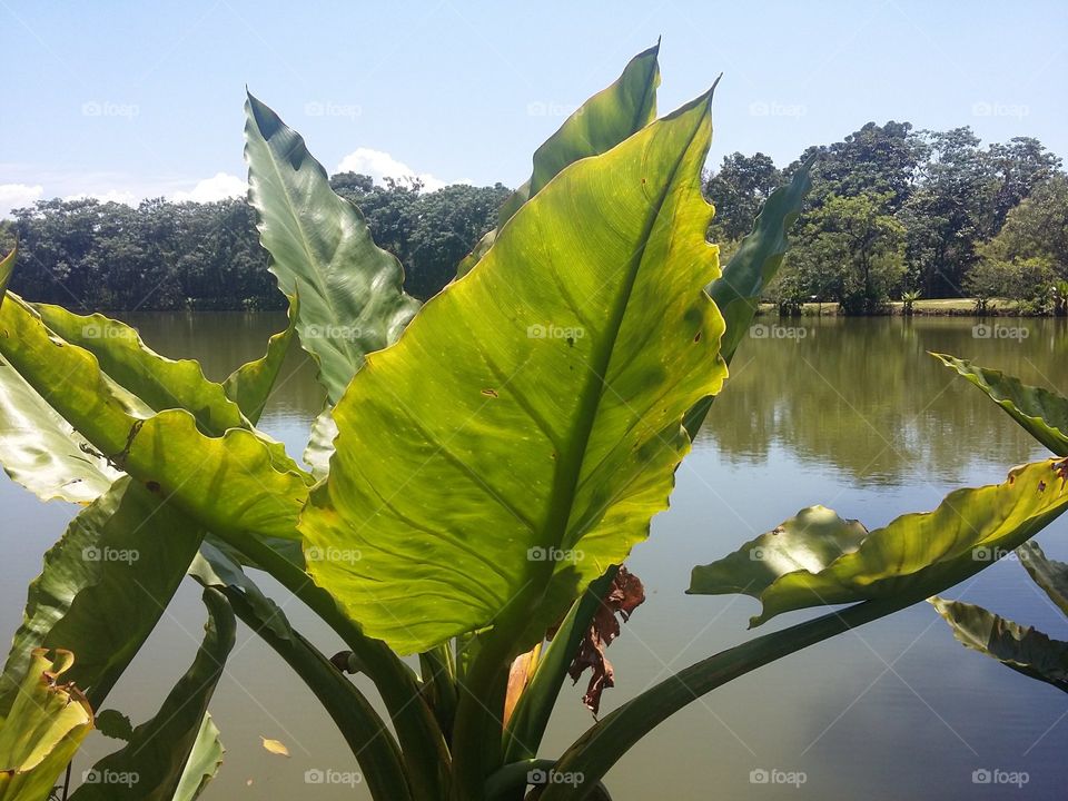 Foliage leaves by the lake