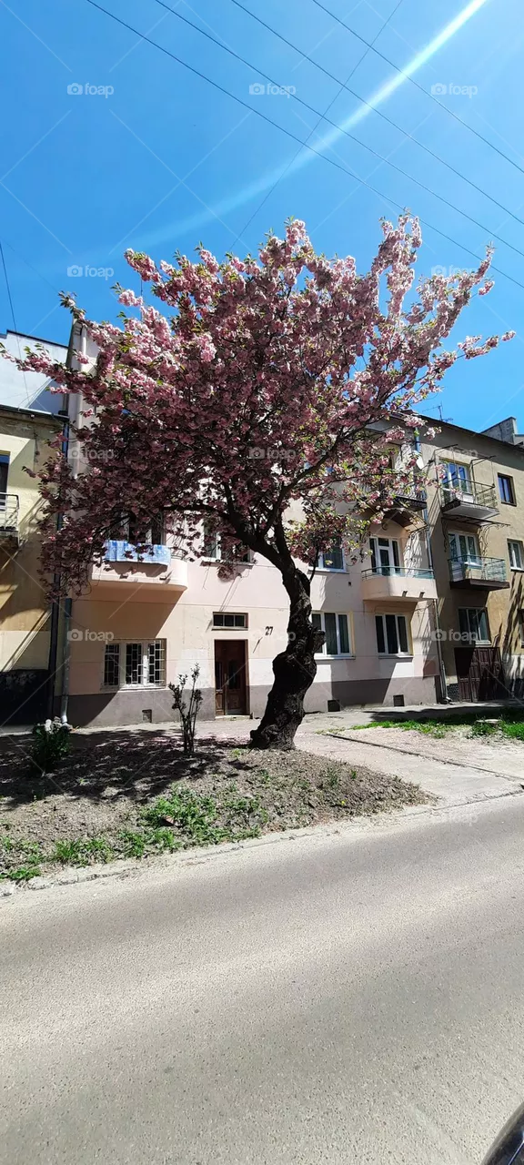 city magnolia