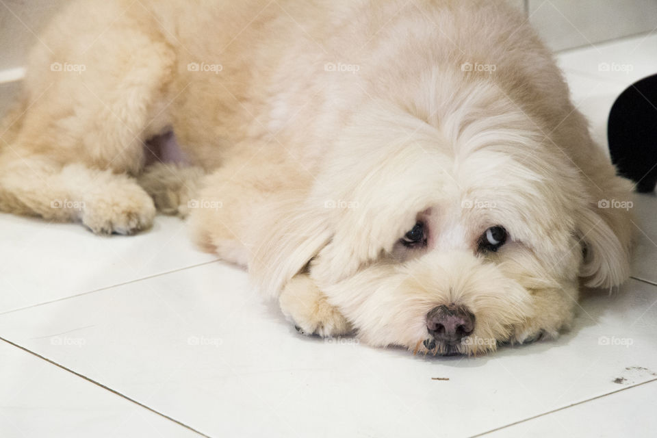 White dog lying on floor