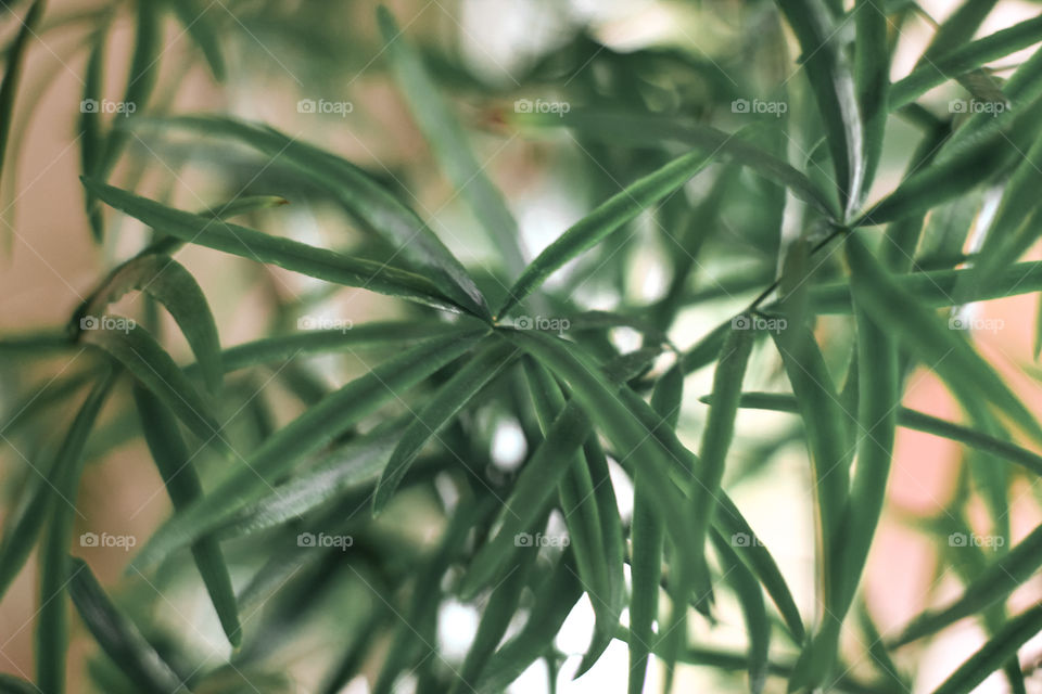 Micro picture of leaves