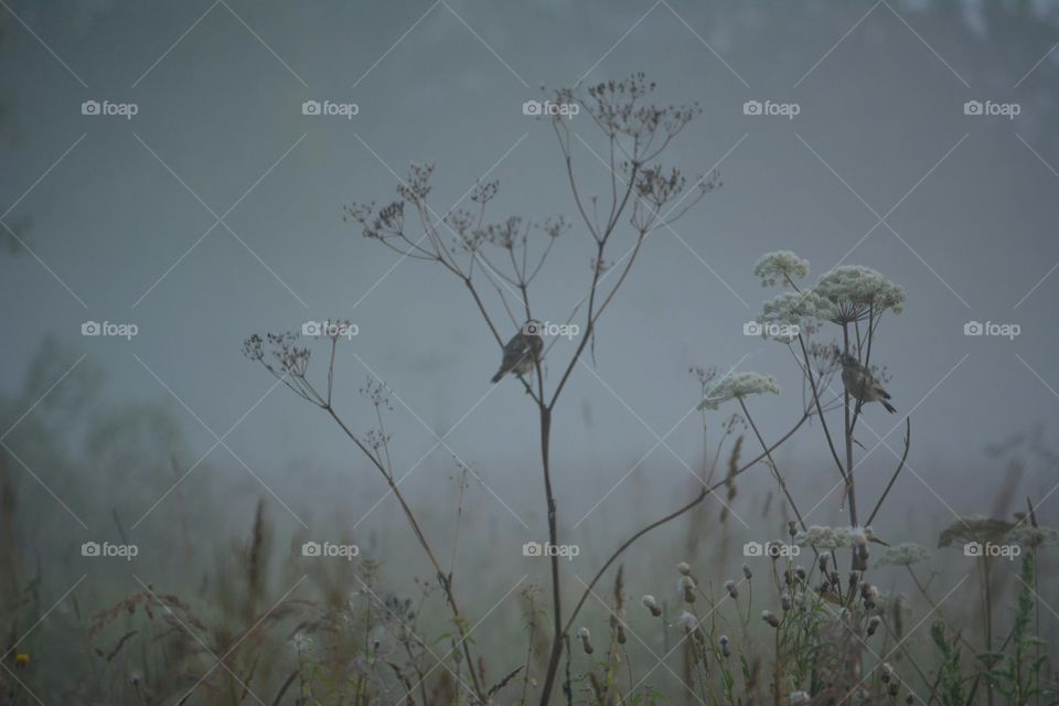 Bird perching on tree