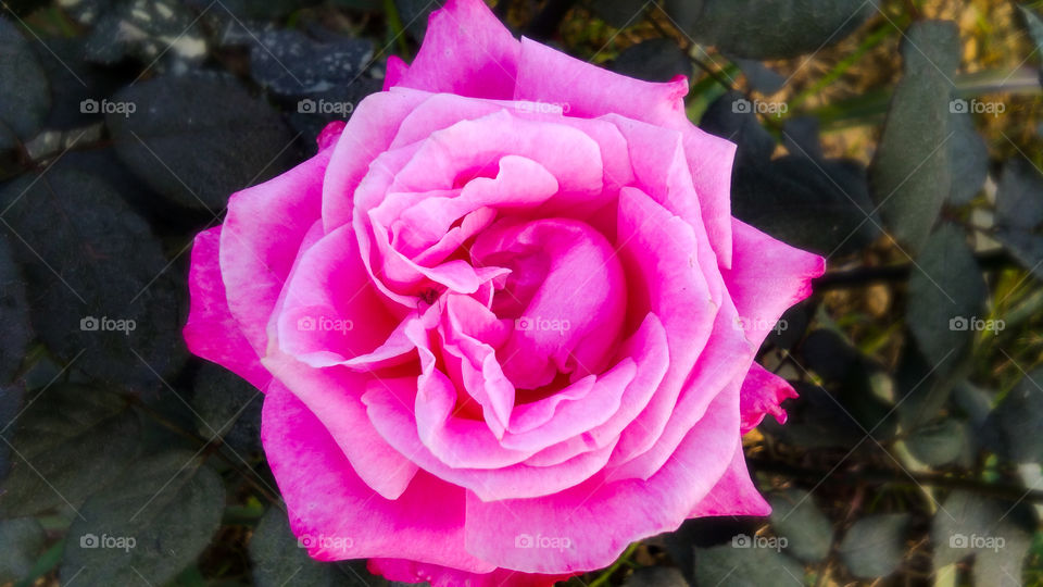 Dark pink rose beautiful natural background