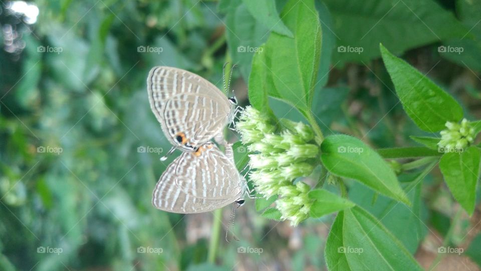 A pair of little butterflies making love on a blooming flower