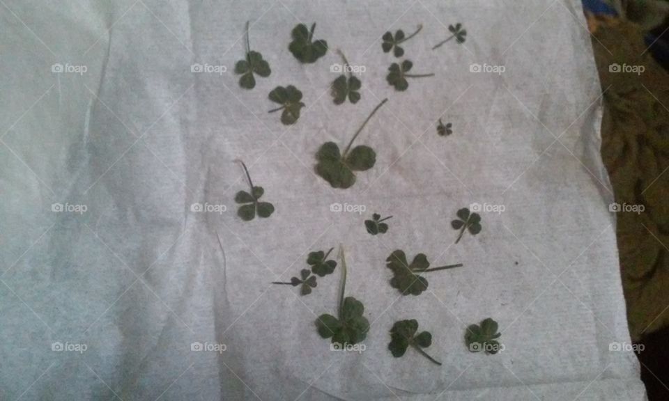 pressed four-leaf clover collection