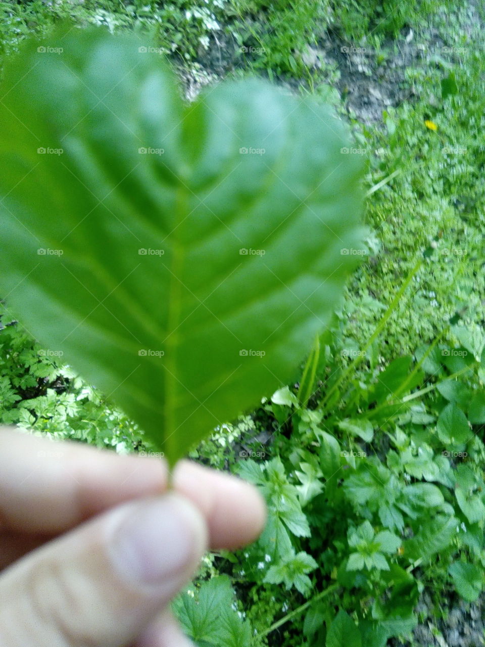 leaf