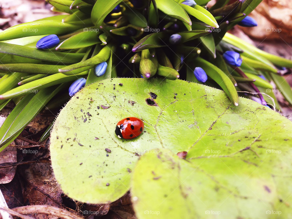 Ladybug on green leaf nearby snowdrops bouquet in the forest 
