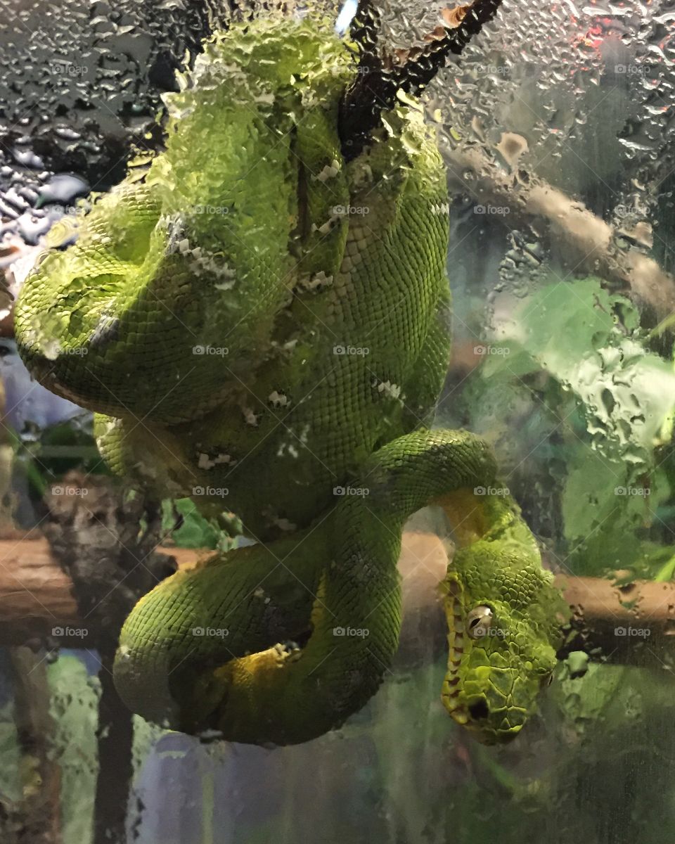 Snake at the zoo 🐍
#greensnake  #snakeeyes #beardsleyzoo #CT #Bridgeport #BridgeportCT #humid #waterdrops #condensation
