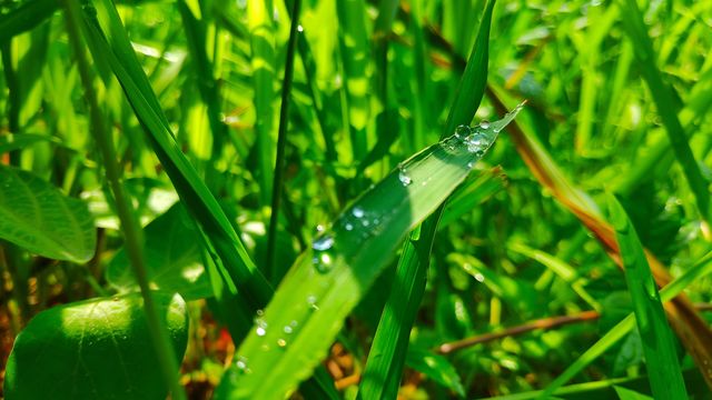 dew on grass 2