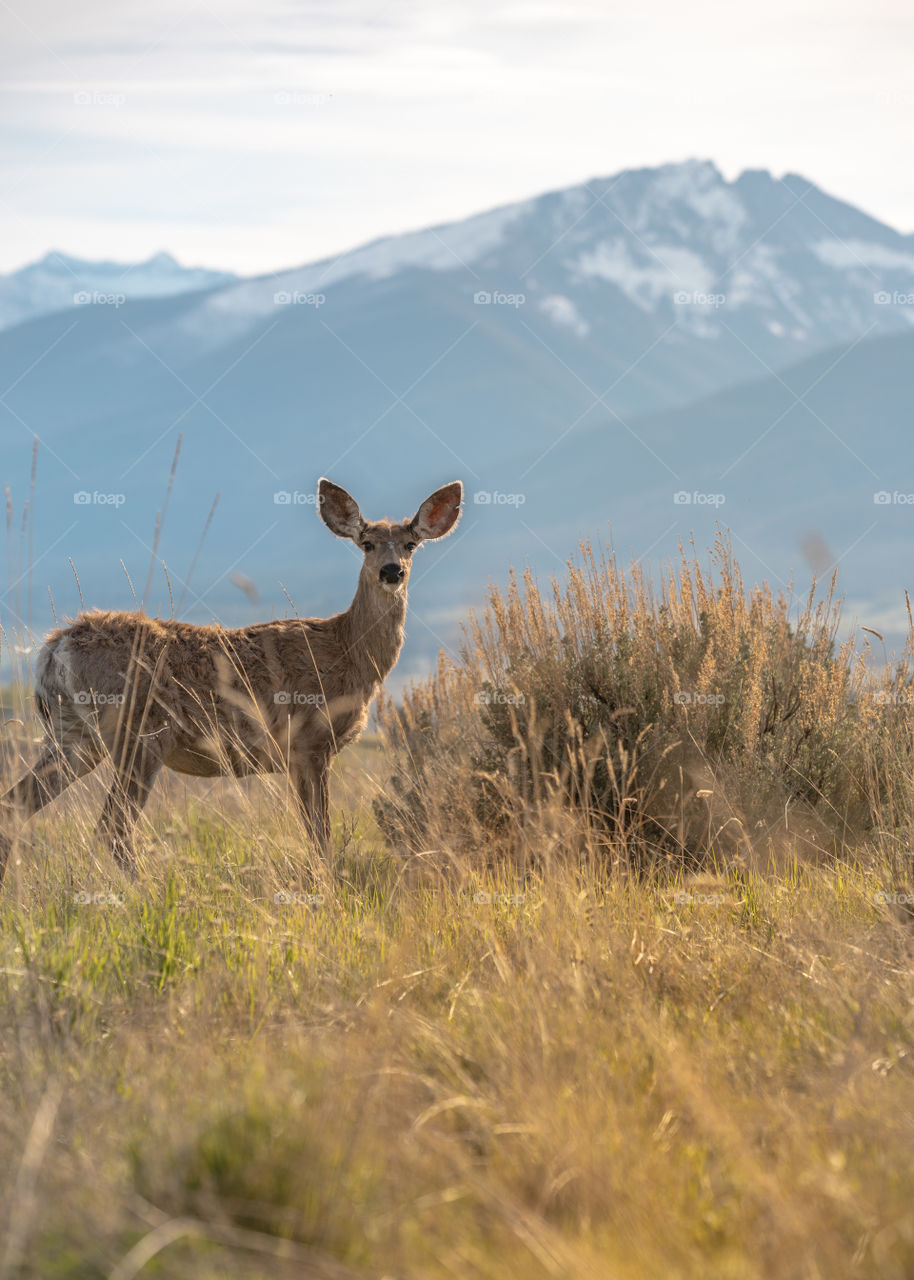 Wild white tail deer in a field near the snow covered mountains of Montana. 