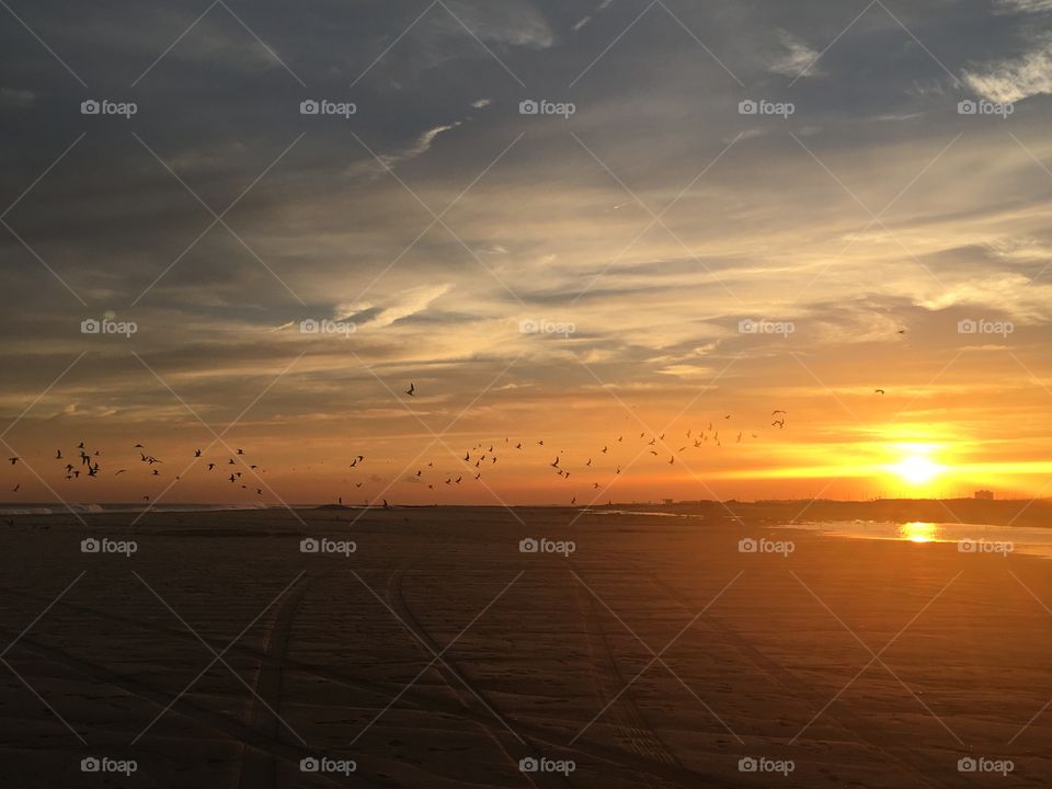 Birds in a glowing sunset