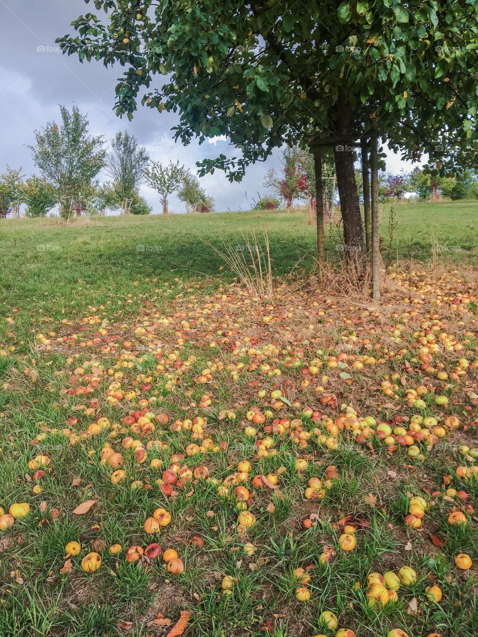 Apple harvest season 