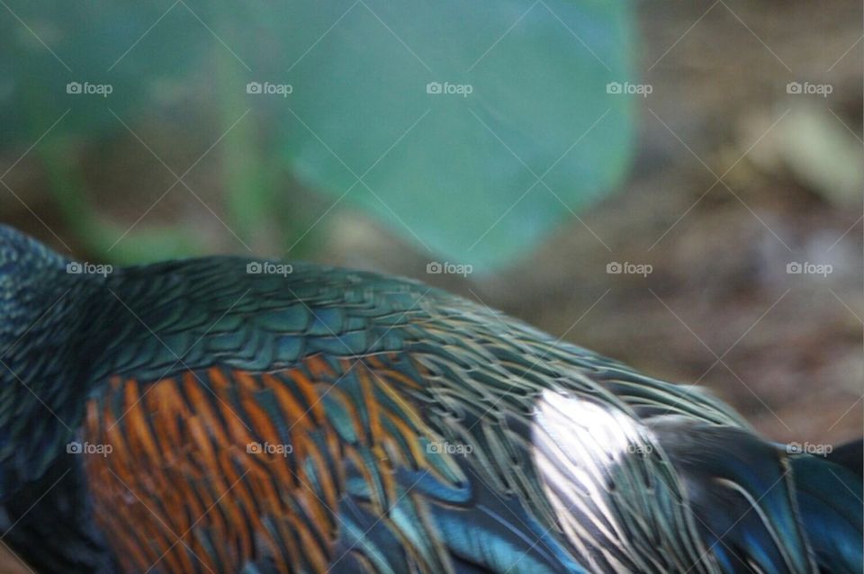 Great Argus Pheasant feathers