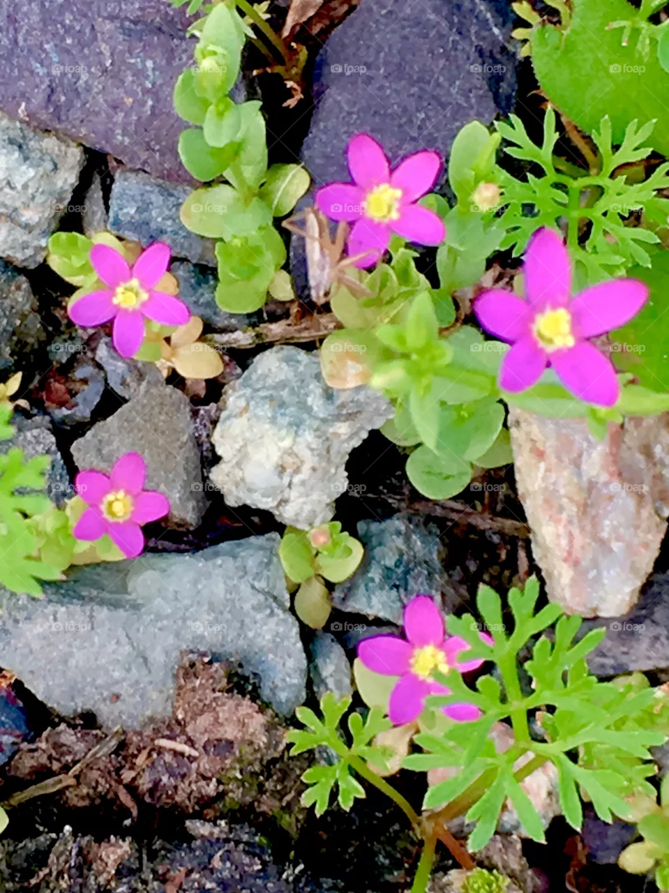 Gentian