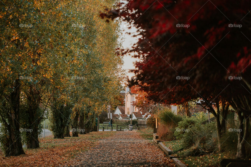 Fall colors on your walk way