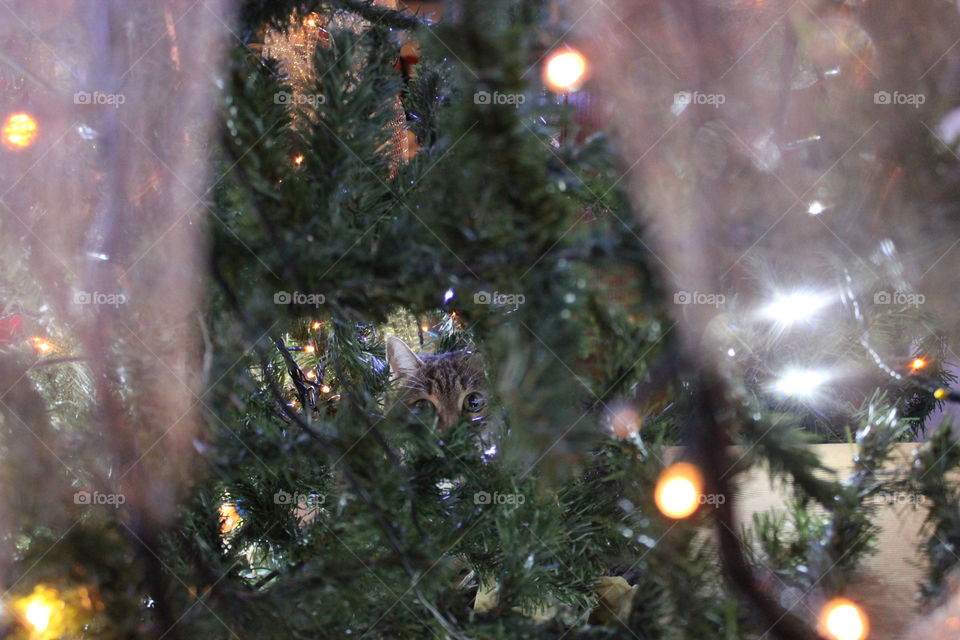 funny cat hiding back christmas tree
