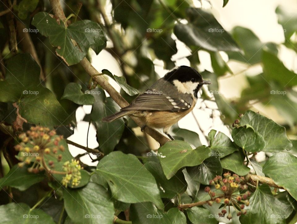 Coal tit sitting on a branch