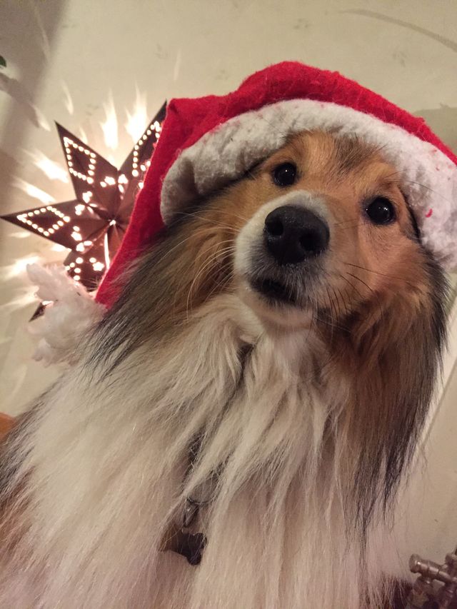 Christmas dog