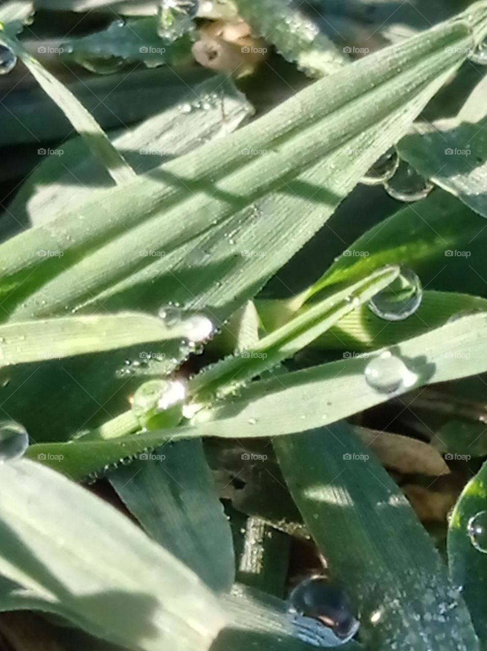 dew drops on grass / rocio en el pasto