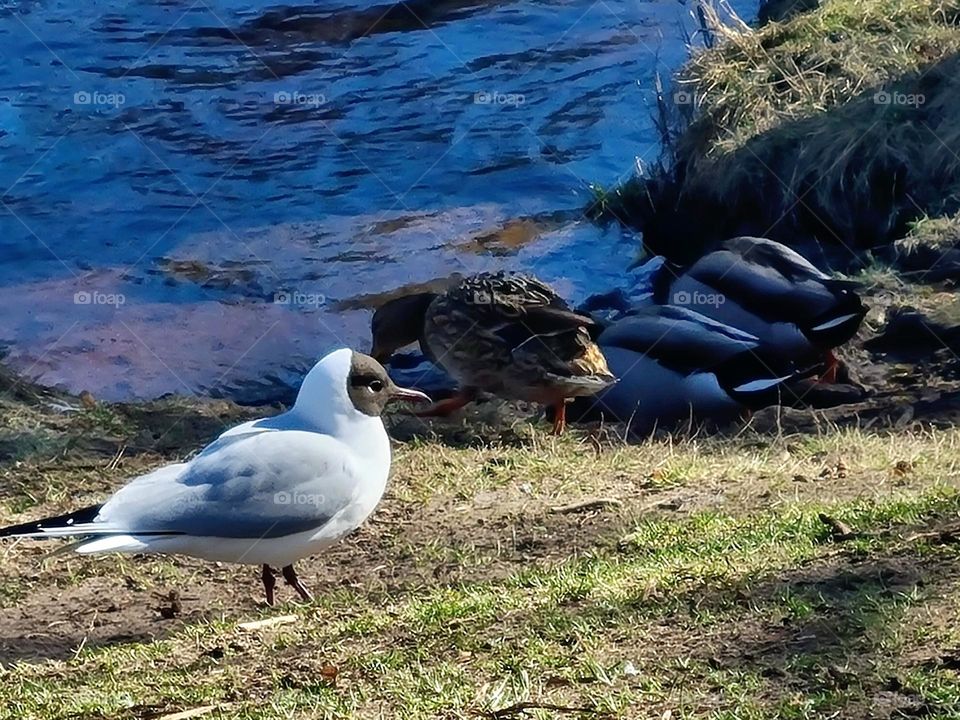 Laughing gull