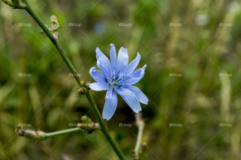 Chicory