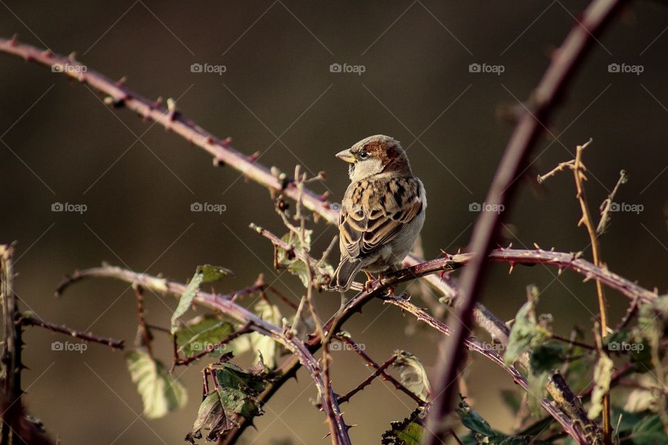 Camo bird