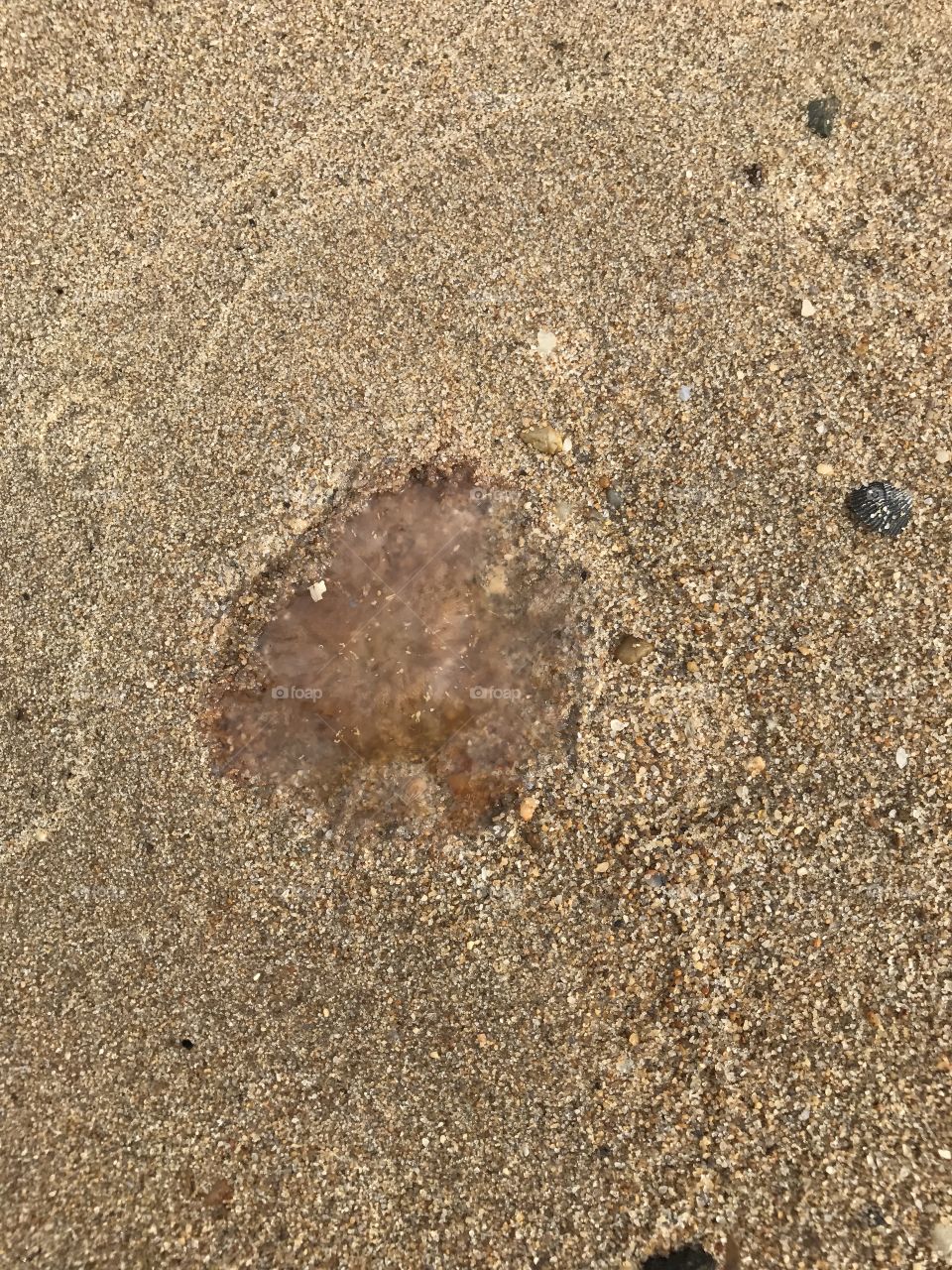 Jellyfish 