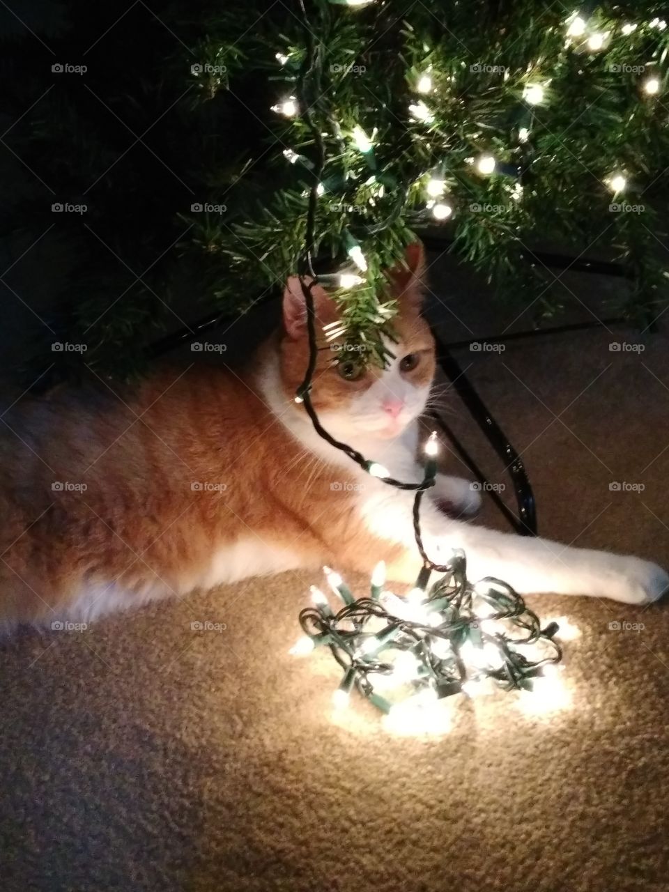 My cat Sam loves Christmas Trees.