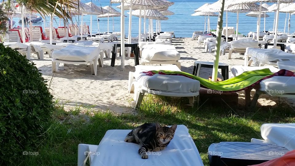 vacation with my cat