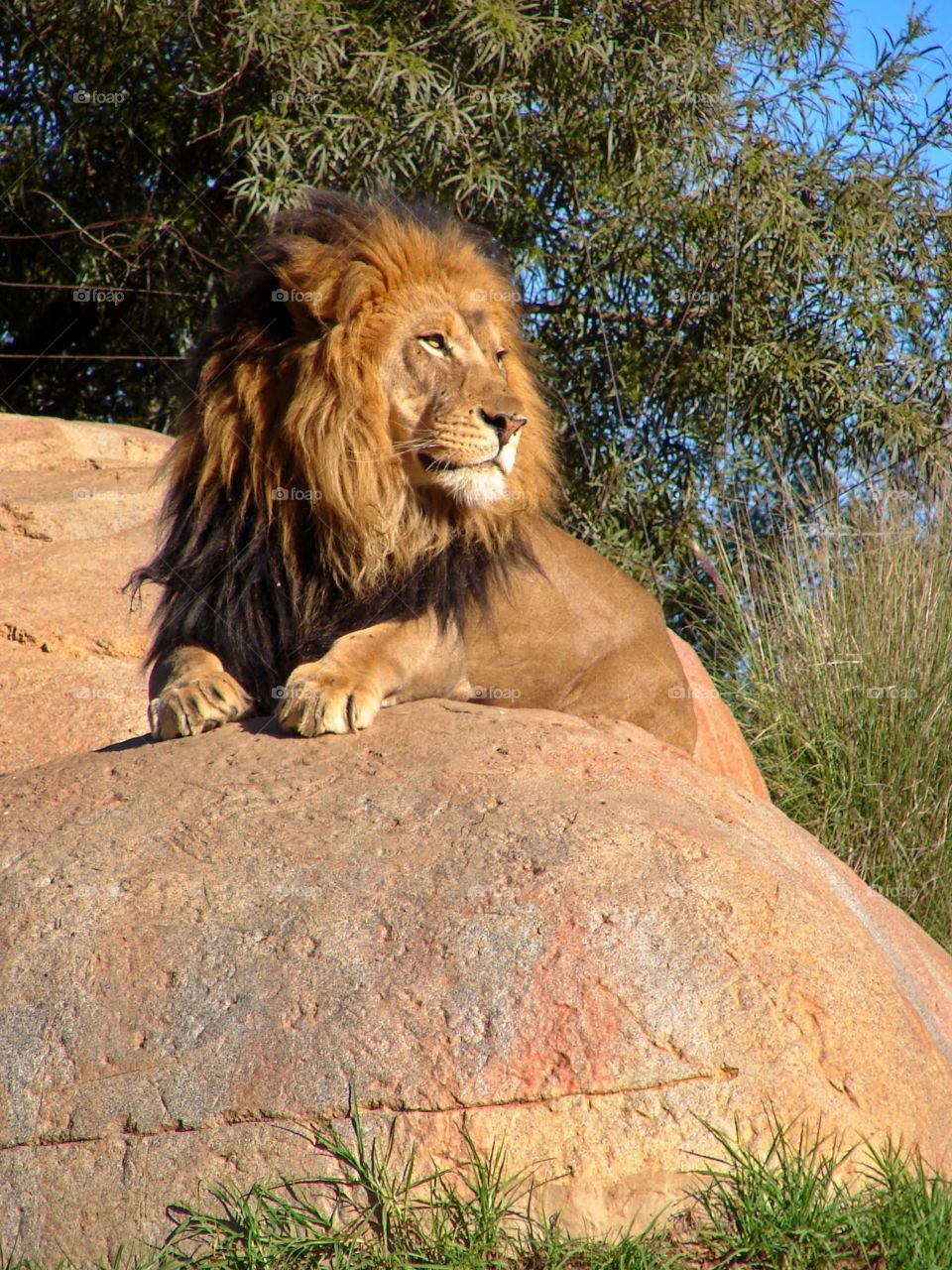 Lion. This shot was taken in Vallejo California.